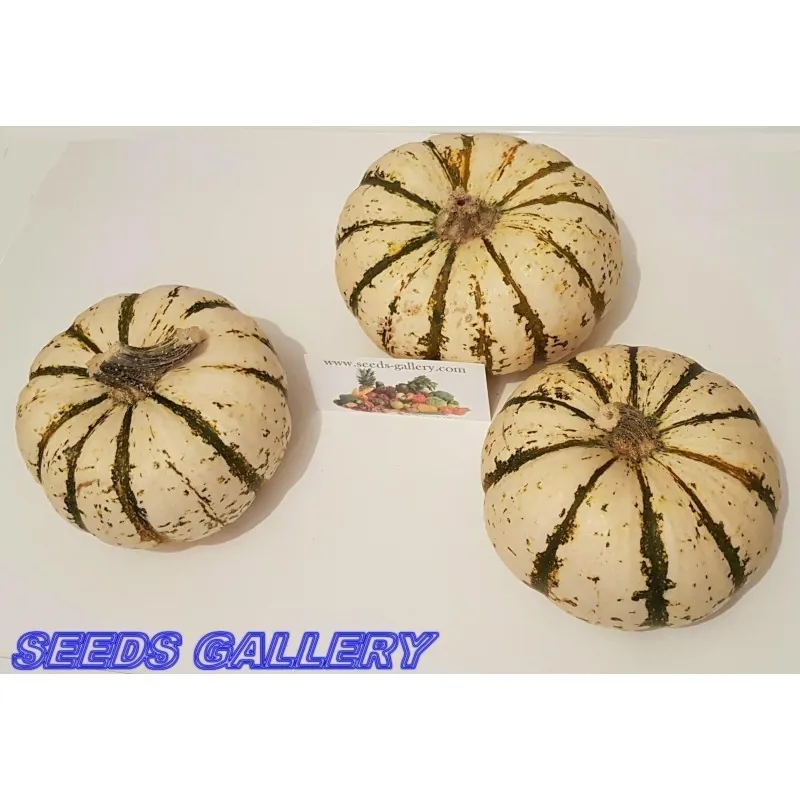 LIL' PUMP-KE-MON Pumpkin Seeds