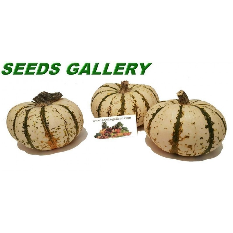 Price: €1.95 - Speise kürbis Samen LIL' PUMP-KE-MON (Mikrowellen kürbis) - Seeds Gallery