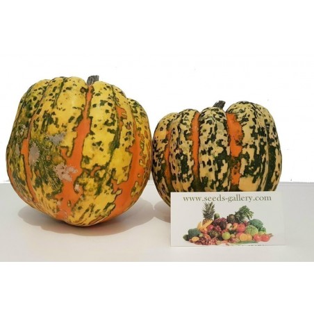 Price: €1.95 - Semillas de calabaza Carnival - Seeds Gallery