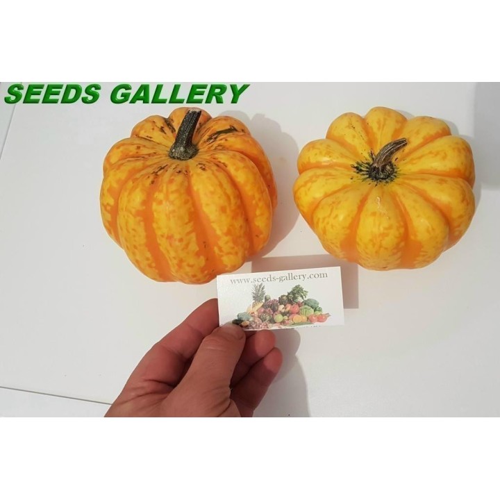 FESTIVAL Squash Seeds - 1.755