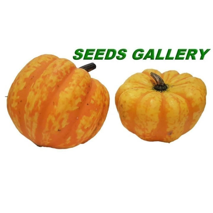 FESTIVAL Squash Seeds - 1.755
