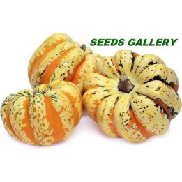 FESTIVAL Squash Seeds - 1.755