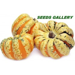 Price: €1.95 - FESTIVAL σκουός σπόροι - Seeds Gallery