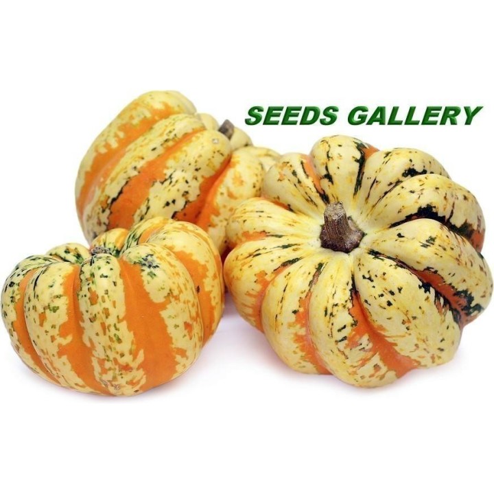 FESTIVAL Squash Seeds - 1.755