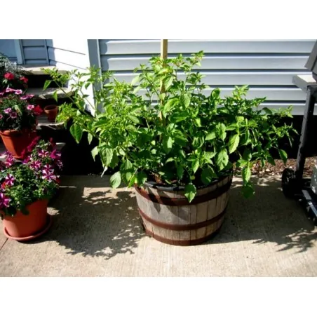 Sementes De Tomatillo