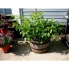 Price: €2.1 - Semillas de Tomatillo - 