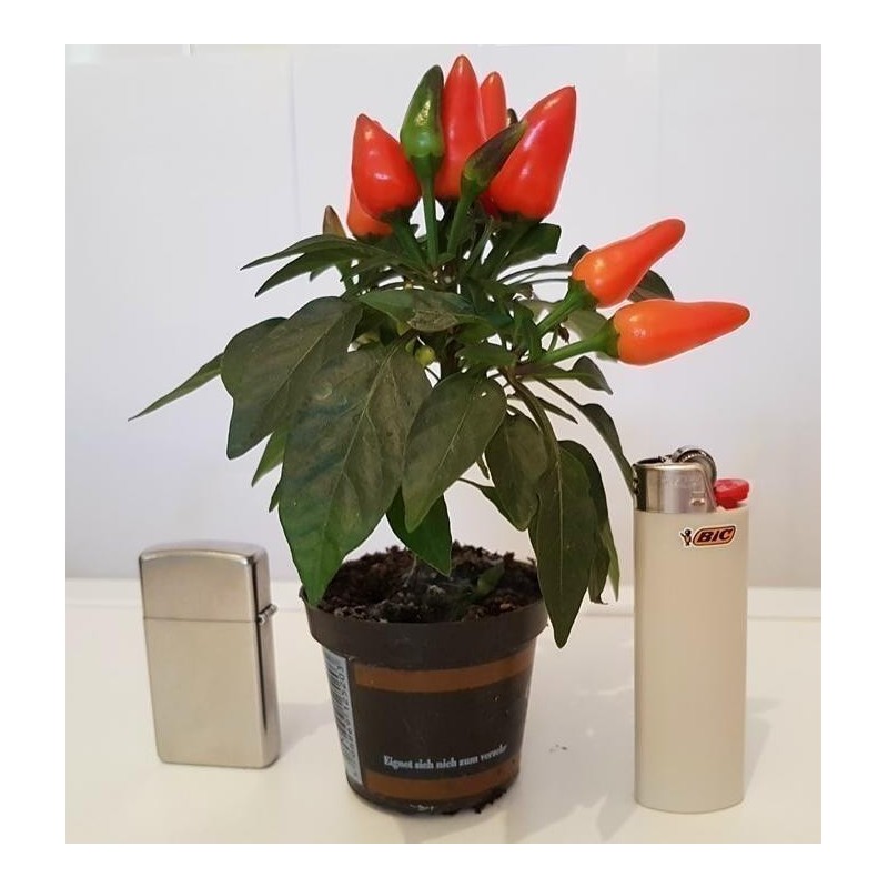 Price: €1.65 - Scharfe Mini Zier Chili Samen - Mehrfarbig - Seeds Gallery