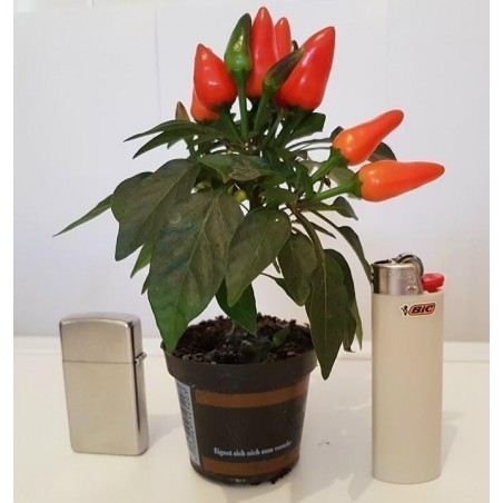 Price: €1.65 - Scharfe Mini Zier Chili Samen - Mehrfarbig - Seeds Gallery