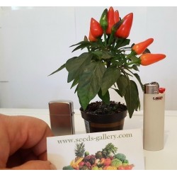 Ornamental Hot Mini Chili Seeds - Multicolour