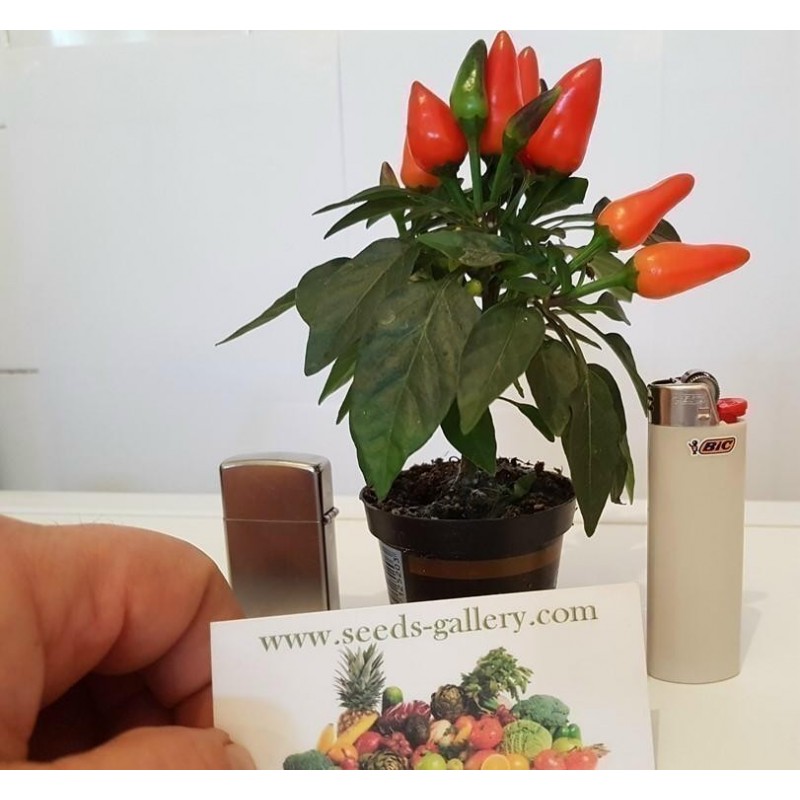Price: €1.65 - Scharfe Mini Zier Chili Samen - Mehrfarbig - Seeds Gallery