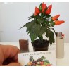 Price: €1.65 - Ornamental Hot Mini Chili Seeds - Multicolour - Seeds Gallery