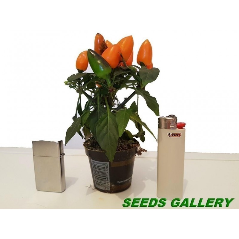 Price: €1.65 - Scharfe Mini Zier Chili Samen - Mehrfarbig - Seeds Gallery