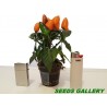 Price: €1.65 - Scharfe Mini Zier Chili Samen - Mehrfarbig - Seeds Gallery