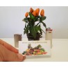 Price: €1.65 - Scharfe Mini Zier Chili Samen - Mehrfarbig - Seeds Gallery