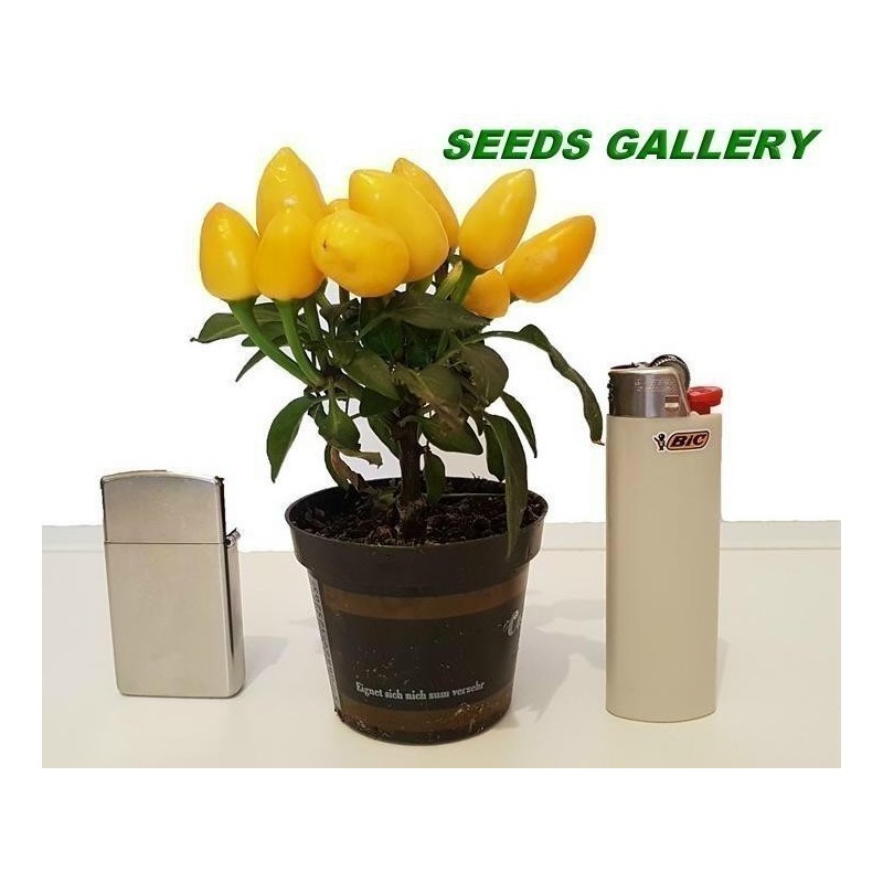 Price: €1.65 - Ornamental Hot Mini Chili Seeds - Multicolour - Seeds Gallery