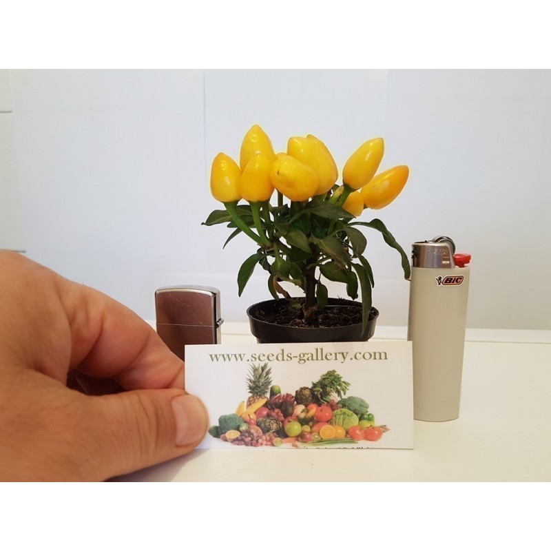 Price: €1.65 - Scharfe Mini Zier Chili Samen - Mehrfarbig - Seeds Gallery
