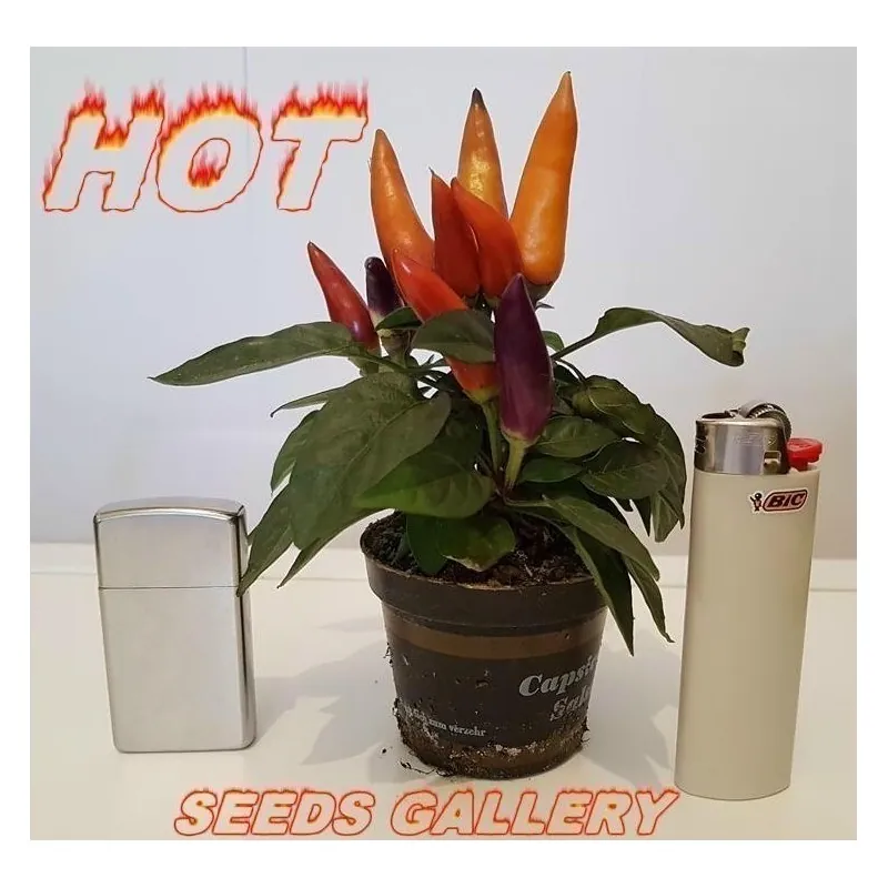 Καλλωπιστικά Hot Mini Τσίλι Σπόροι - Πολύχρωμος