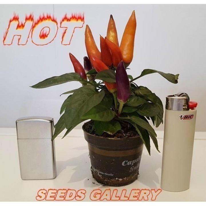 Ornamental Hot Mini Chili Seeds - Multicolour - 1.485