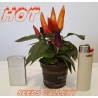 Price: €1.65 - Scharfe Mini Zier Chili Samen - Mehrfarbig - Seeds Gallery