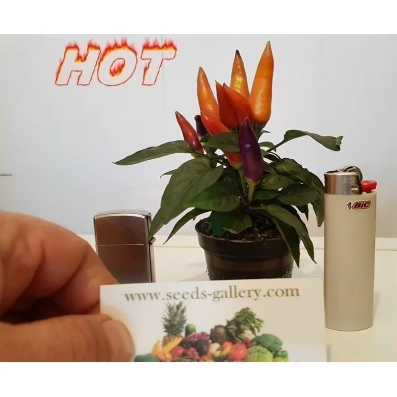 Καλλωπιστικά Hot Mini Τσίλι Σπόροι - Πολύχρωμος