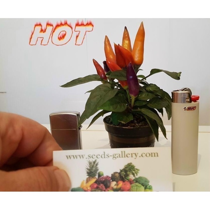 Ornamental Hot Mini Chili Seeds - Multicolour - 1.485