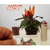 Price: €1.65 - Scharfe Mini Zier Chili Samen - Mehrfarbig - Seeds Gallery