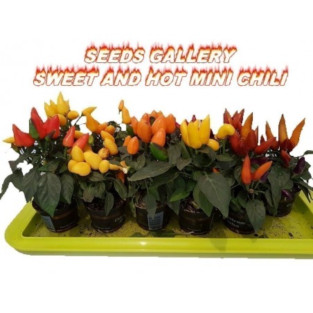 Price: €1.65 - Scharfe Mini Zier Chili Samen - Mehrfarbig - Seeds Gallery