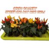 Price: €1.65 - Scharfe Mini Zier Chili Samen - Mehrfarbig - Seeds Gallery
