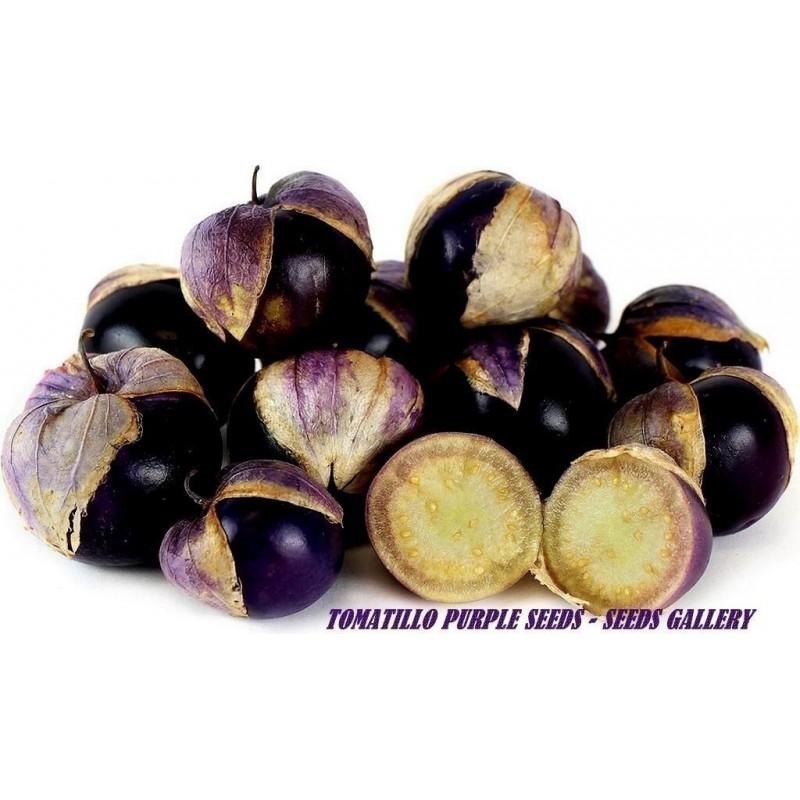 Tomatillo Seeds Physalis philadelphica Purple