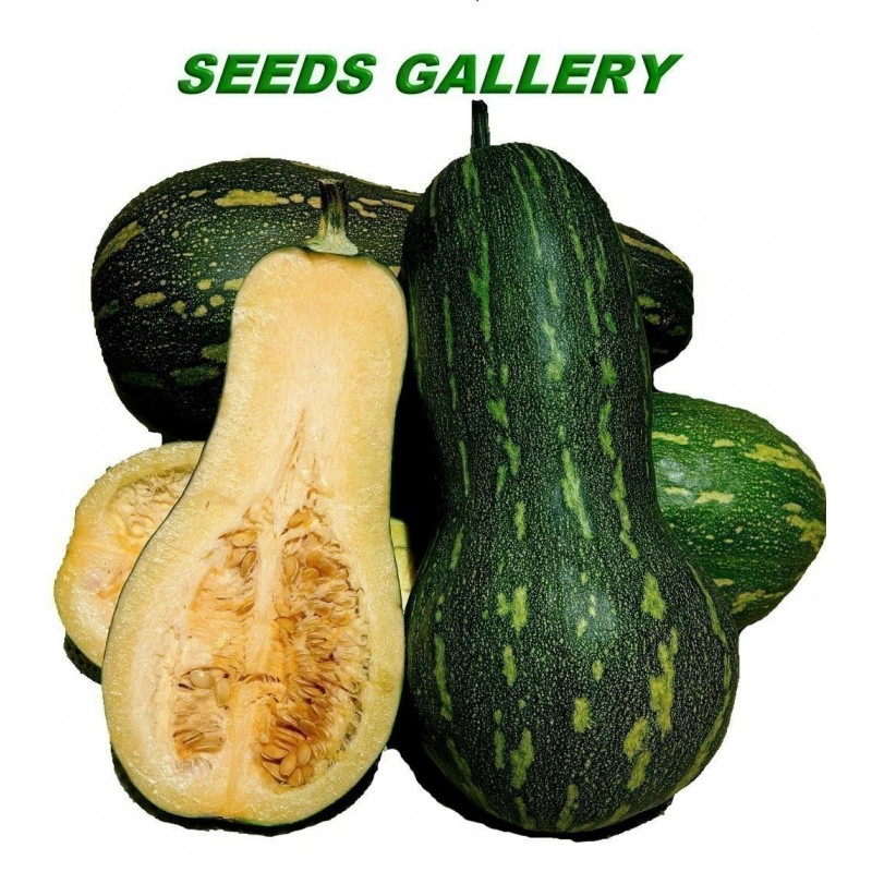 Price: €2.05 - Sementes de Abóbora-Grande LONGA DE NAPOLES - 