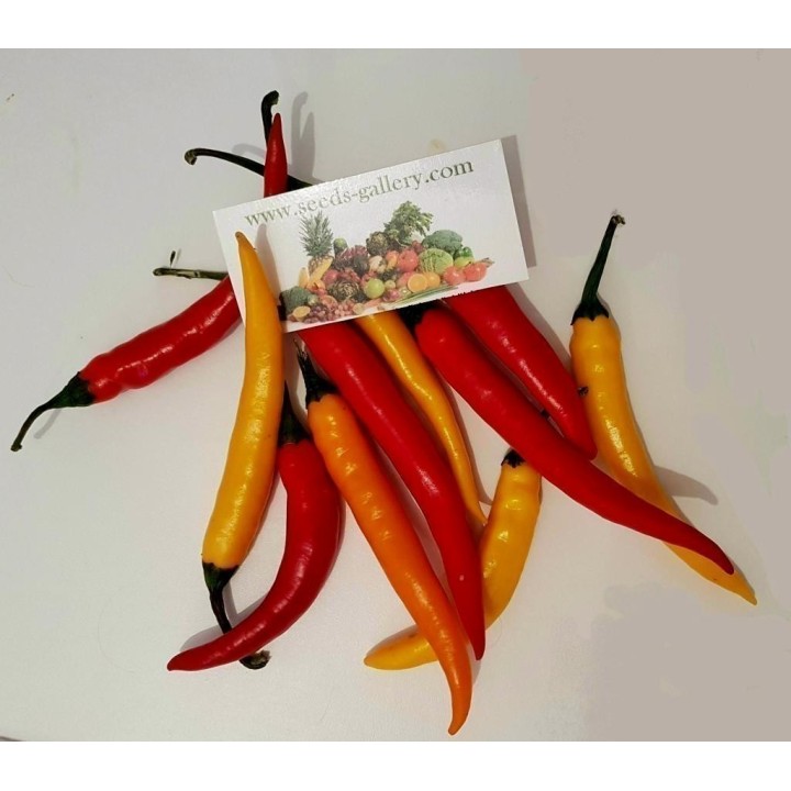 Chili Seeds FIREFLAME - 1.485