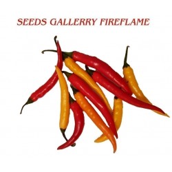 Price: €1.65 - FIREFLAME Τσίλι – πιπέρι σπόροι - Seeds Gallery
