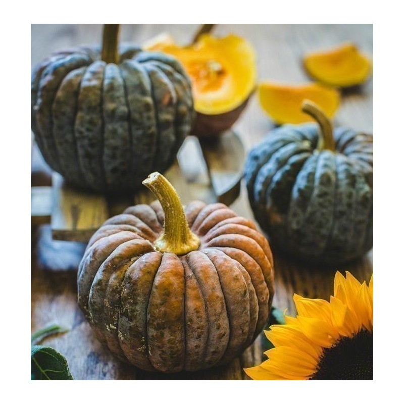 Price: €2.35 - FUTSU BLACK Japanische Kürbis Samen - Bio - Seeds Gallery