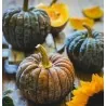 BLACK FUTSU Japanese Pumpkin Seeds