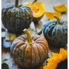 Price: €2.35 - FUTSU BLACK Japanische Kürbis Samen - Bio - Seeds Gallery