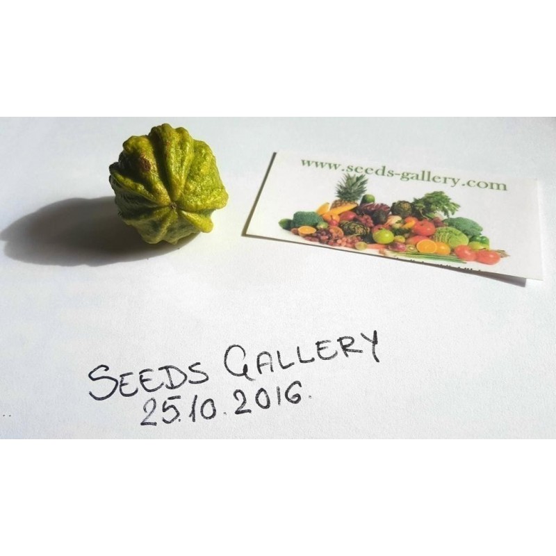 Price: €4.05 - Semillas de naranja Kiku-Daidai (Citrus canaliculata) - Seeds Gallery