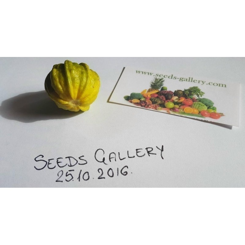 Price: €4.05 - Semillas de naranja Kiku-Daidai (Citrus canaliculata) - Seeds Gallery