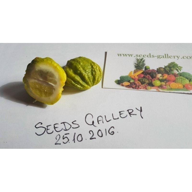 Price: €4.05 - Semillas de naranja Kiku-Daidai (Citrus canaliculata) - Seeds Gallery