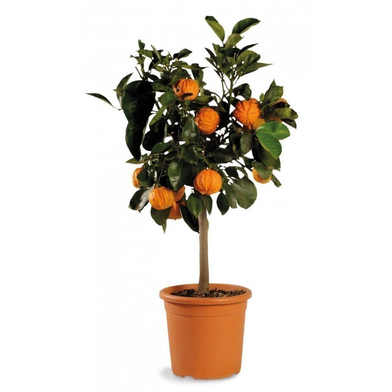 Price: €4.05 - Semillas de naranja Kiku-Daidai (Citrus canaliculata) - Seeds Gallery