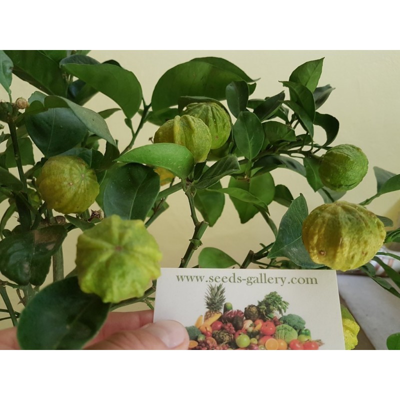 Price: €4.05 - Semillas de naranja Kiku-Daidai (Citrus canaliculata) - Seeds Gallery