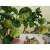 Price: €4.05 - Semillas de naranja Kiku-Daidai (Citrus canaliculata) - Seeds Gallery