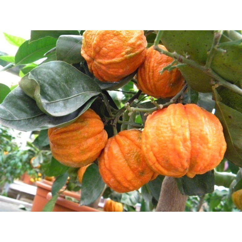 Price: €4.05 - Semillas de naranja Kiku-Daidai (Citrus canaliculata) - Seeds Gallery