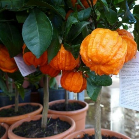 Price: €4.05 - Semillas de naranja Kiku-Daidai (Citrus canaliculata) - Seeds Gallery