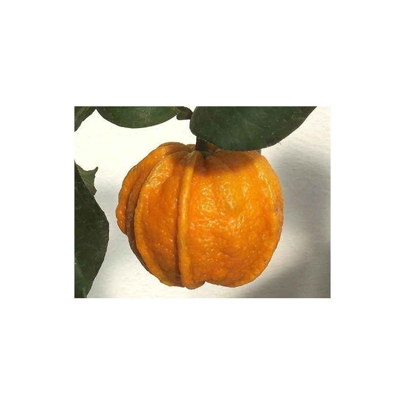 Price: €4.05 - Semillas de naranja Kiku-Daidai (Citrus canaliculata) - Seeds Gallery