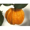 Price: €4.05 - Semillas de naranja Kiku-Daidai (Citrus canaliculata) - Seeds Gallery