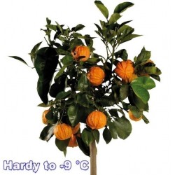 Graines de KIKU-DAIDAI Orange (Citrus Canaliculata)