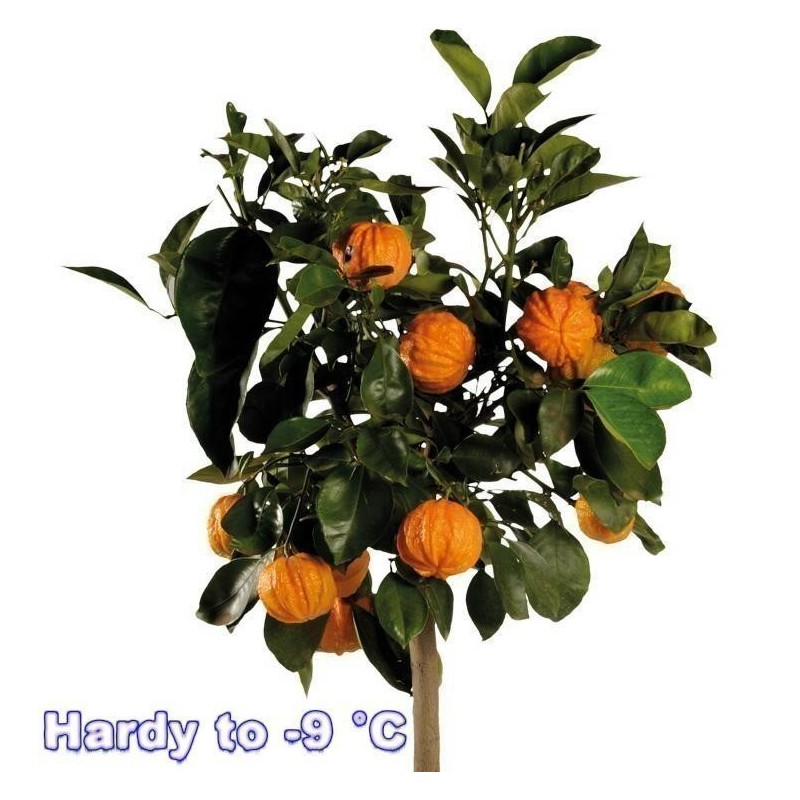 Semillas de KIKU-DAIDAI naranja (Citrus canaliculata)