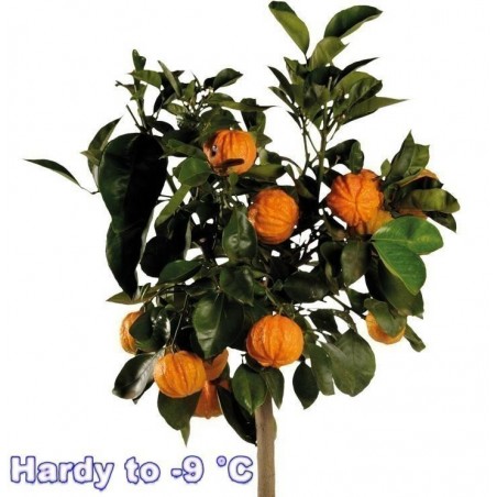 Price: €4.05 - Semillas de naranja Kiku-Daidai (Citrus canaliculata) - Seeds Gallery