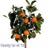 Price: €4.05 - Semillas de naranja Kiku-Daidai (Citrus canaliculata) - Seeds Gallery