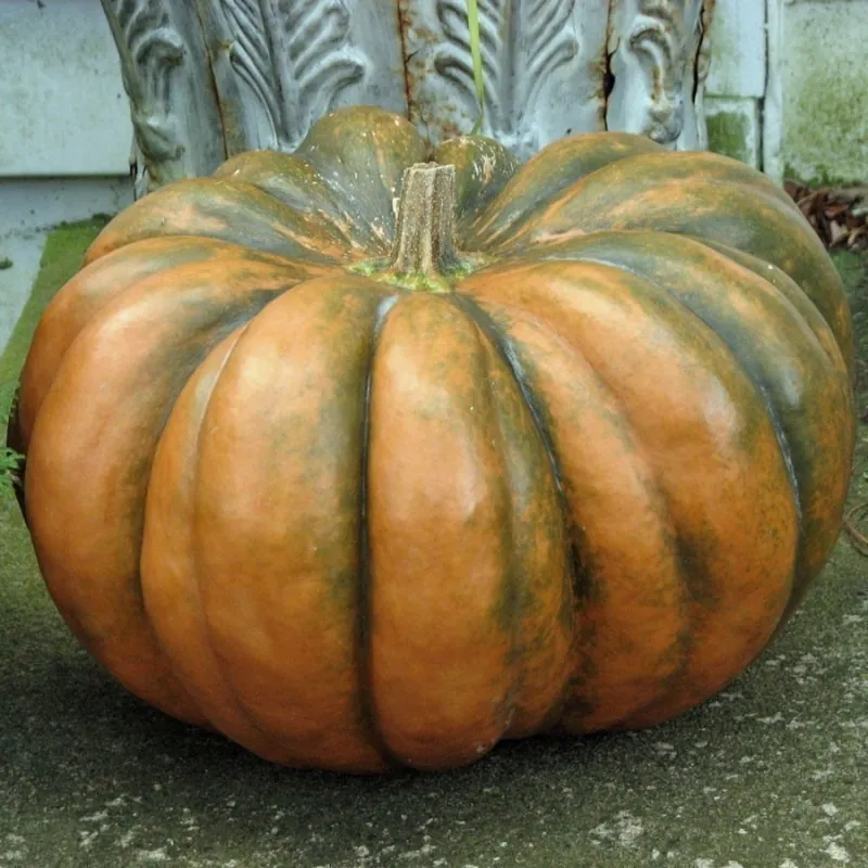 Semi di zucca MUSQUÈE DE PROVENCE